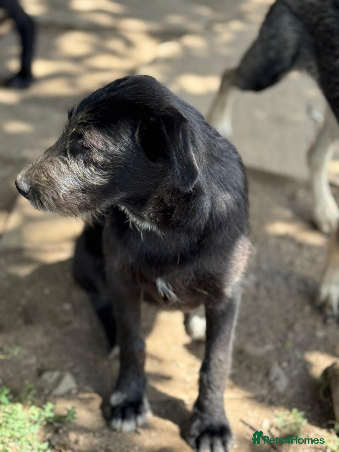 Mixed Breed dogs for adoption: LIA - a Beautiful young Girl, for a Loving Home - Image 30