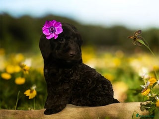 Cockapoo dogs Amazing choc cockerpoo pups for sale READY NOW - Advert 11
