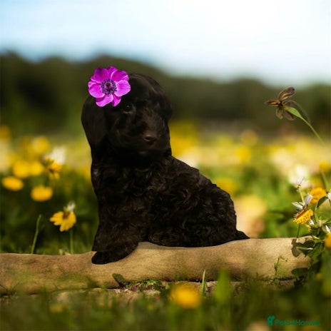 Cockapoo dogs Amazing choc cockerpoo pups for sale READY NOW - Advert 2
