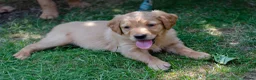 Golden Retriever dogs for sale: READY GOLDEN RETREVER KC PUPPIES - Advert 10
