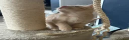 Siamese cats for sale: Siamese British Short Hair X in Preston - Advert 4