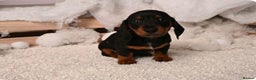 Miniature Dachshund dogs for sale: Miniature dachshunds - Advert 2