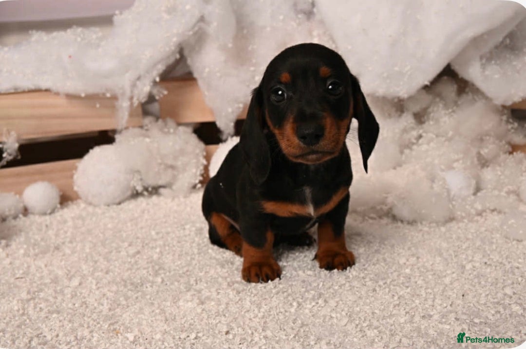 Miniature Dachshund dogs for sale: Miniature dachshunds - Advert 2