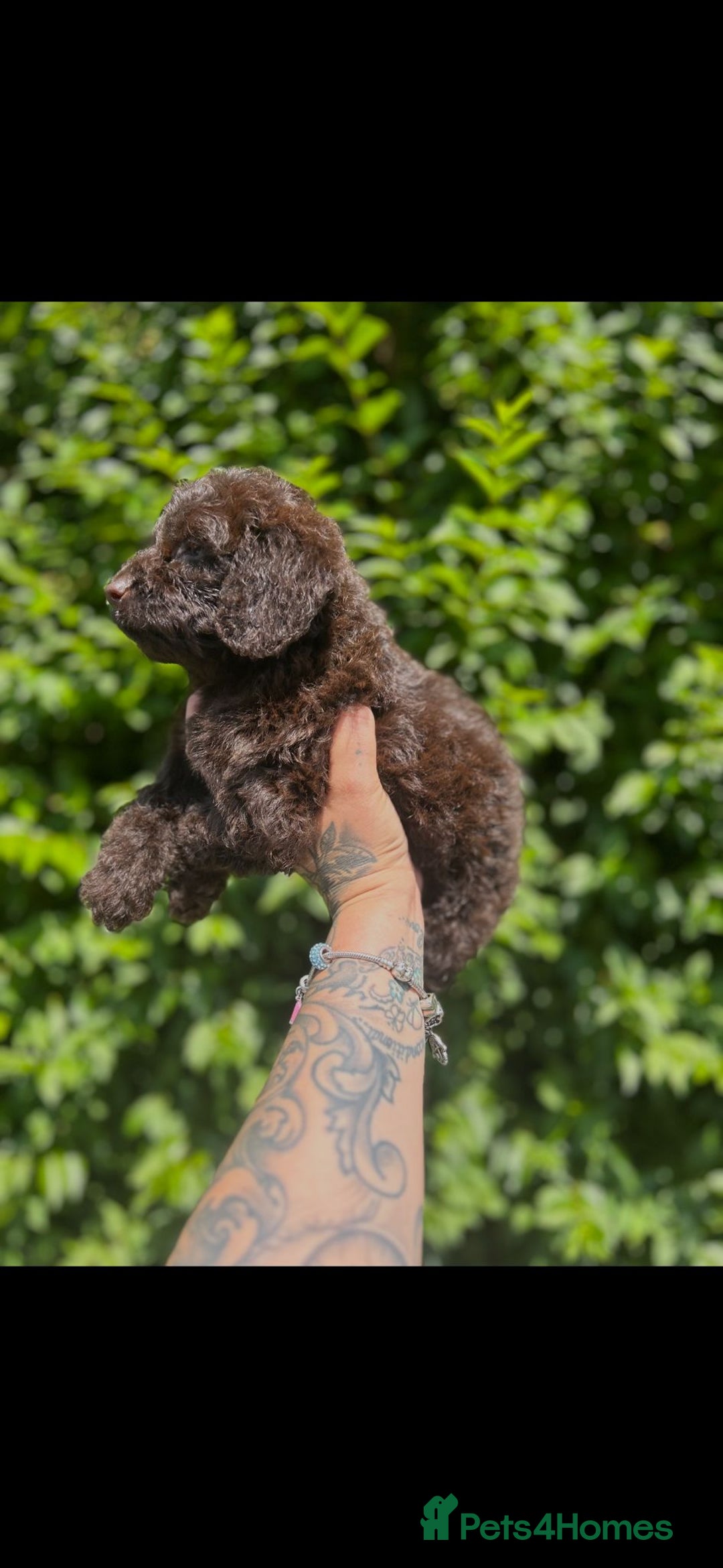 Cockapoo dogs for sale: F1 Toy Cockapoos - Image 6