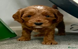 Cockapoo dogs for sale: F1b cockapoo puppies - Image 13