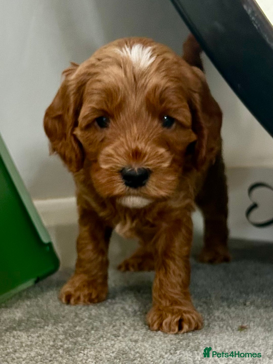 Cockapoo dogs for sale: F1b cockapoo puppies - Image 13