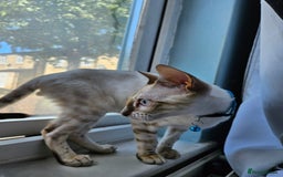 Bengal cats for sale: Snow bengal kittens for loving homes  - Image 25