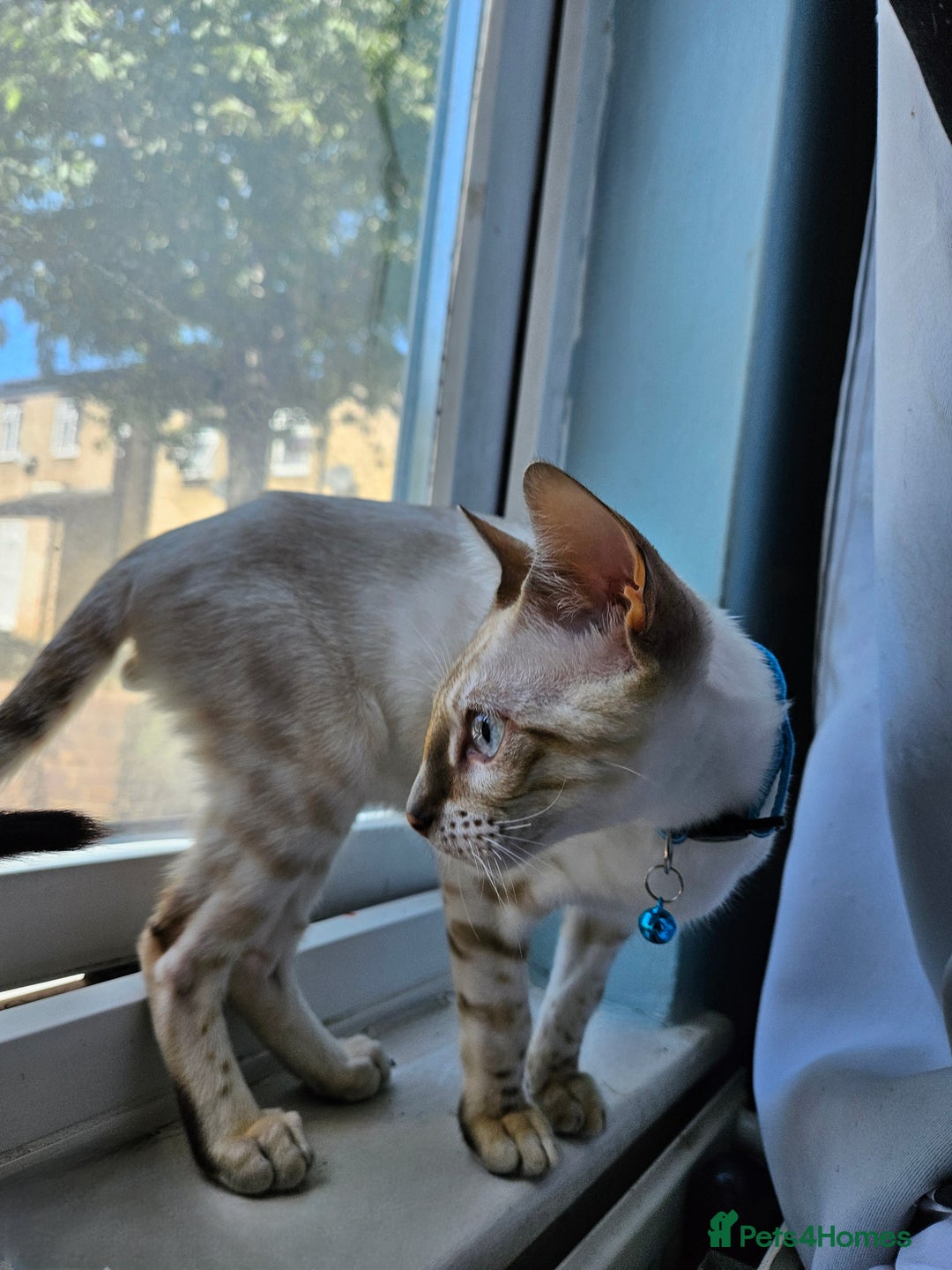 Bengal cats for sale: Snow bengal kittens for loving homes  - Image 25
