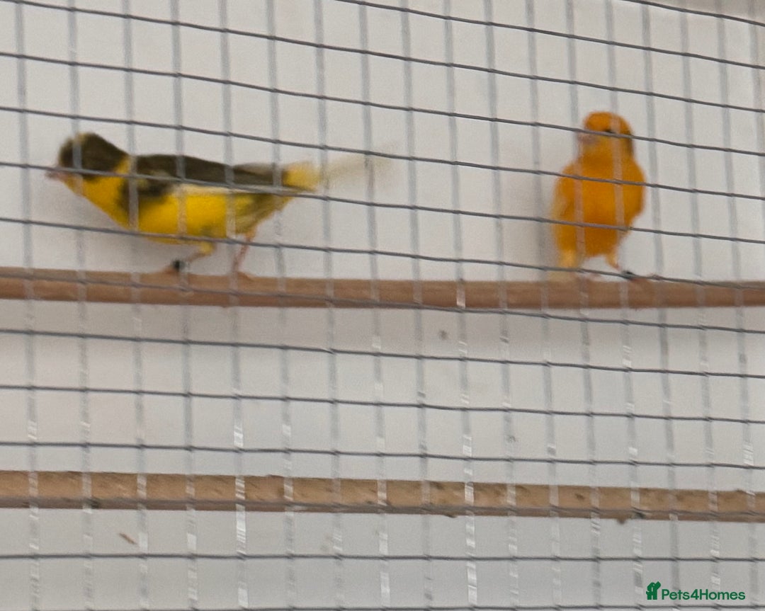 Canaries birds for sale: Fife canaries  - Advert 5