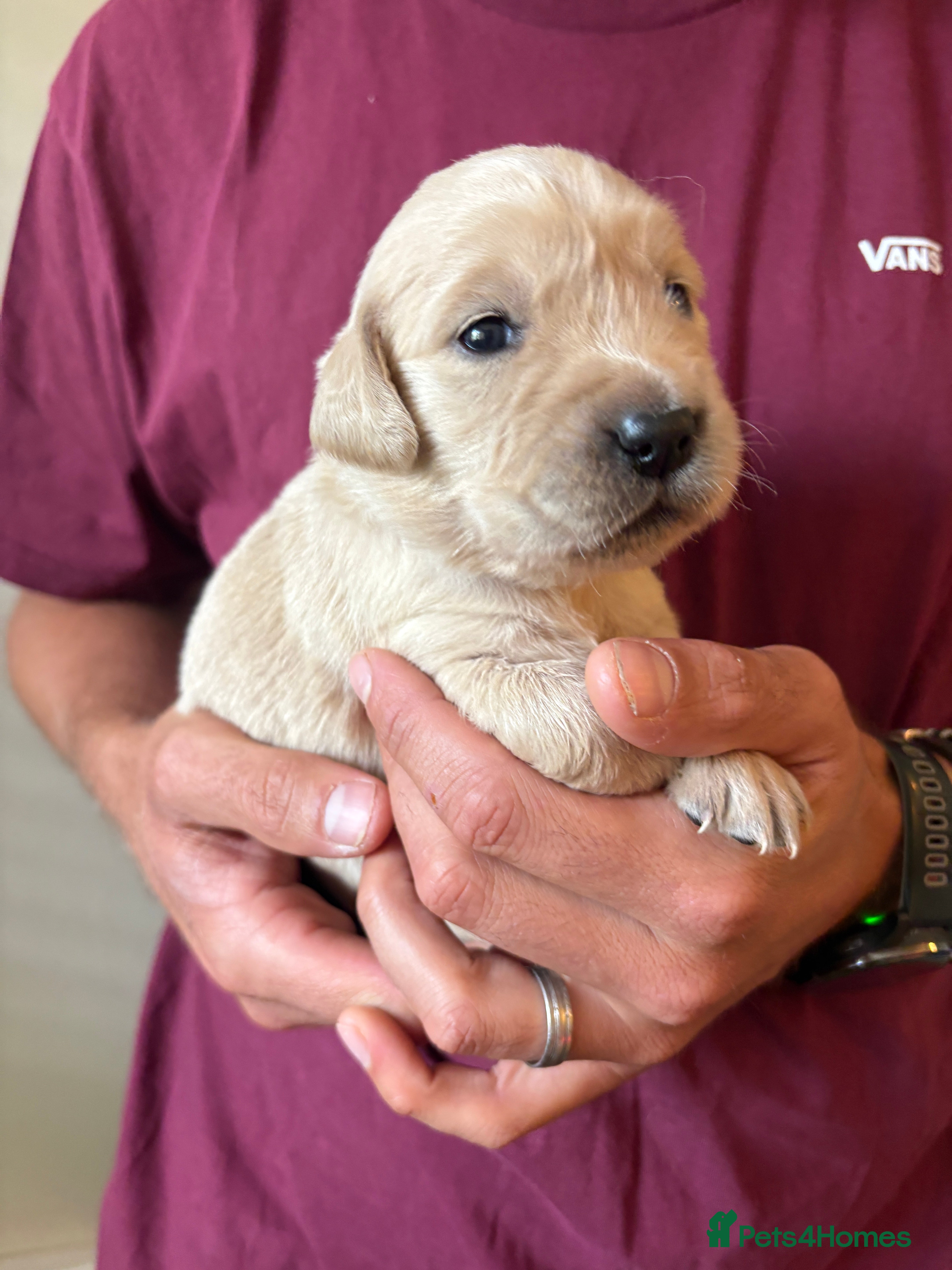 Golden Retriever dogs Gorgeous Golden Retriever Puppies - Advert 2