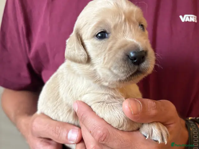 Golden Retriever dogs for sale: Gorgeous Golden Retriever Puppies - Advert 2