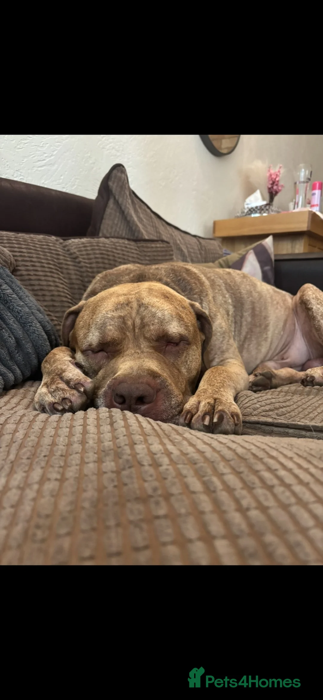 Mixed Breed dogs for sale: Mastiff Cross in Alresford - Advert 2