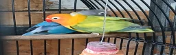 Lovebirds birds for sale: Lovebirds dna'd fischers lovebirds  - Advert 6