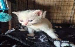 British Shorthair cats for sale: Two beautiful BSH kittens  - Image 21