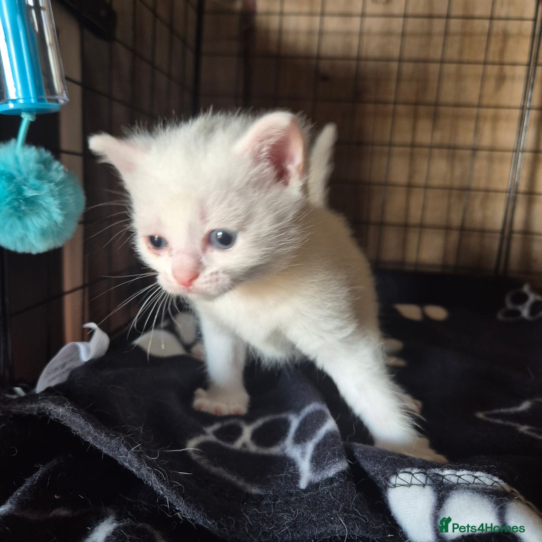 British Shorthair cats for sale: Two beautiful BSH kittens  - Image 21