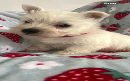 West Highland Terrier dogs for sale: Westie puppies available  - Image 23