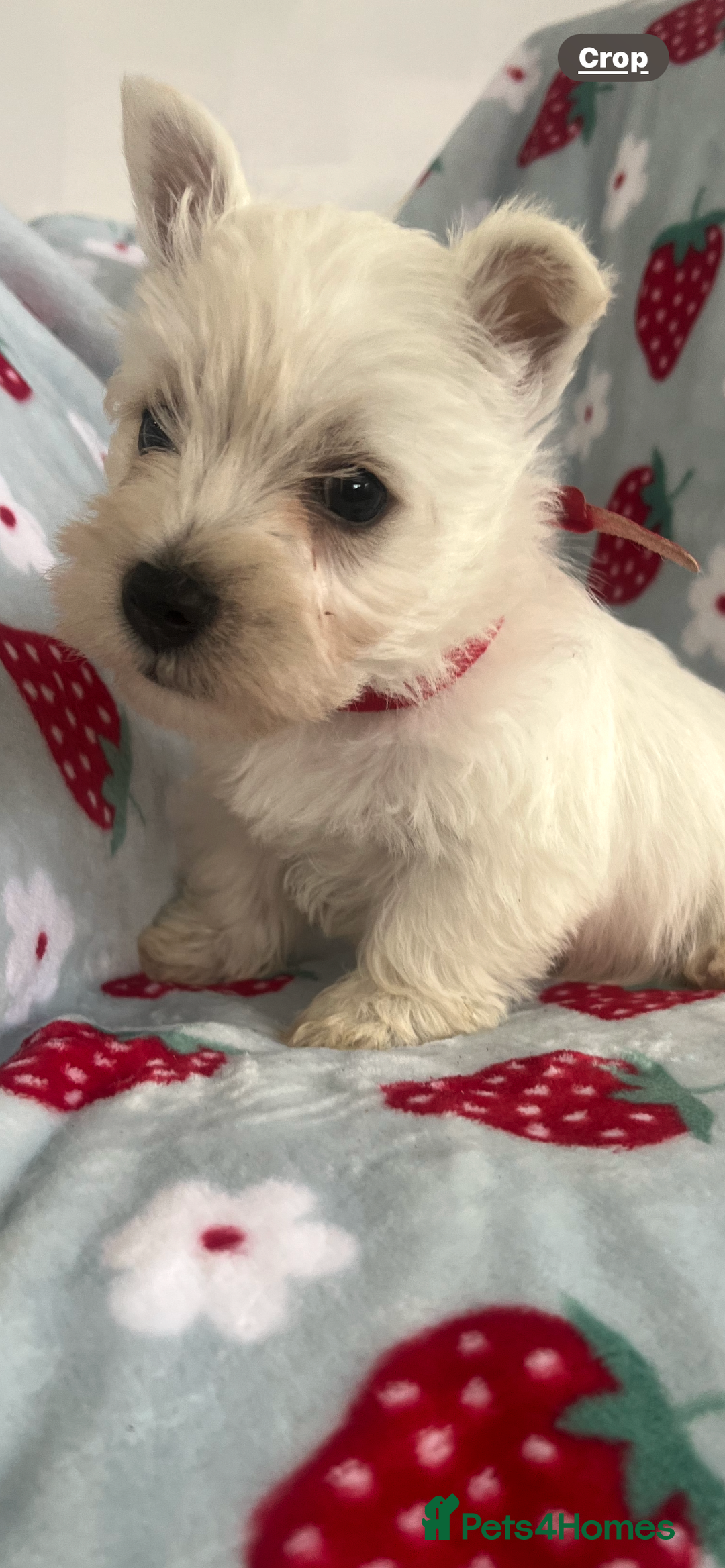 West Highland Terrier dogs for sale: Westie puppies available  - Image 23