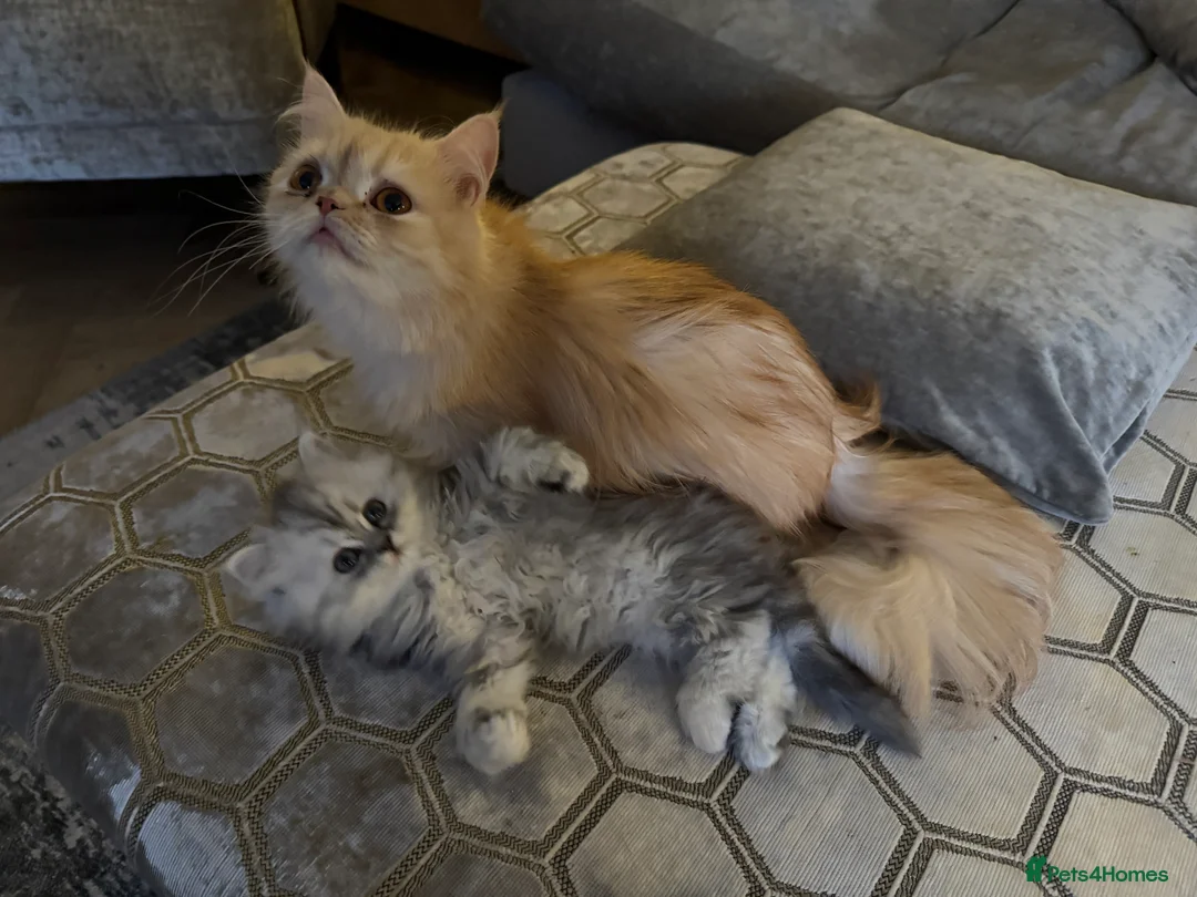 Persian cats for sale: Beautiful gentle silver grey Persian girl, 9 weeks - Advert 7