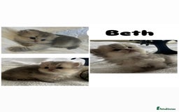 Scottish Fold cats for sale: Pedigree cutest SFLH kittens   - Image 5