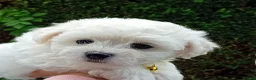 Bichon Frise dogs for sale: Bichon Frise (3 girls left ) - Advert 5