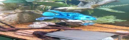 Cichlids fish for sale: plecos, electric blu Dempsey, emp snakehead,Oscars - Advert 7