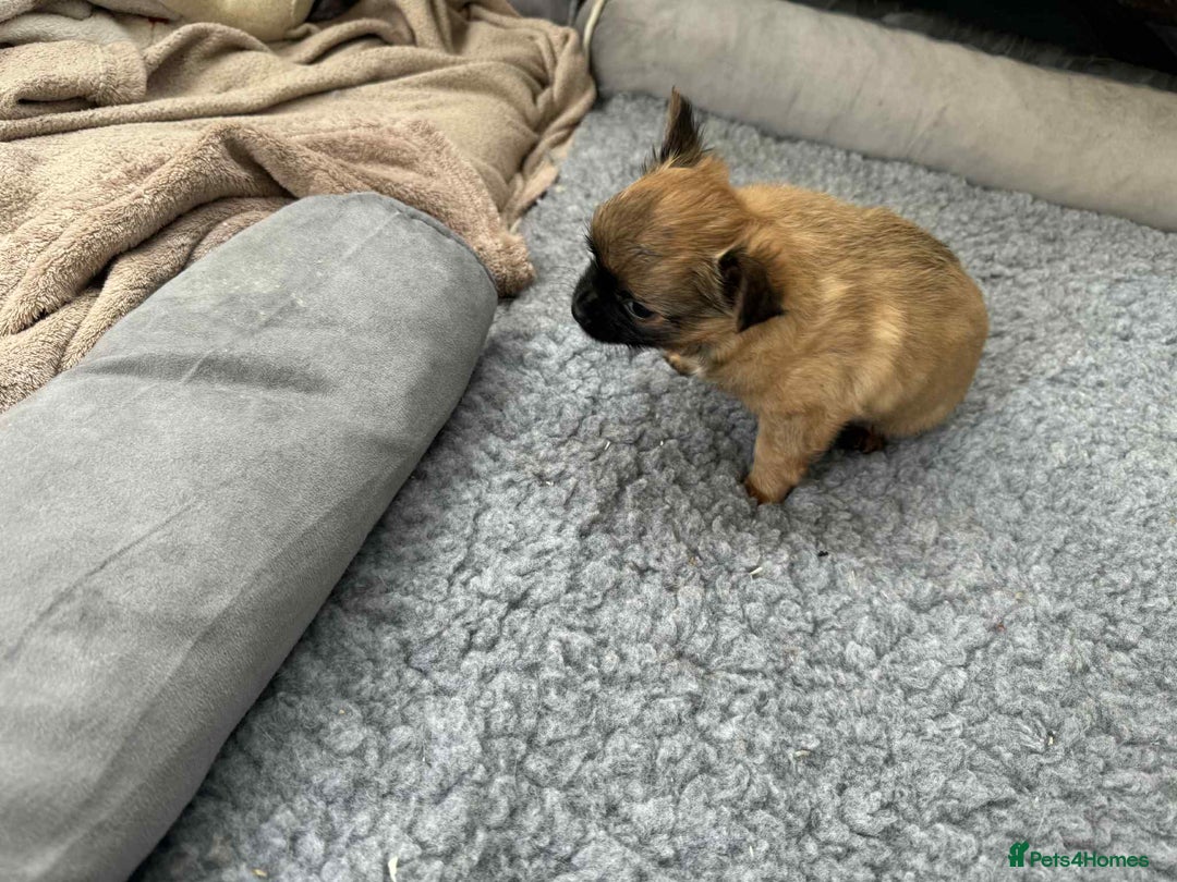 Chihuahua dogs for sale: Chihuahua long coat puppies ...only BOY left - Image 28