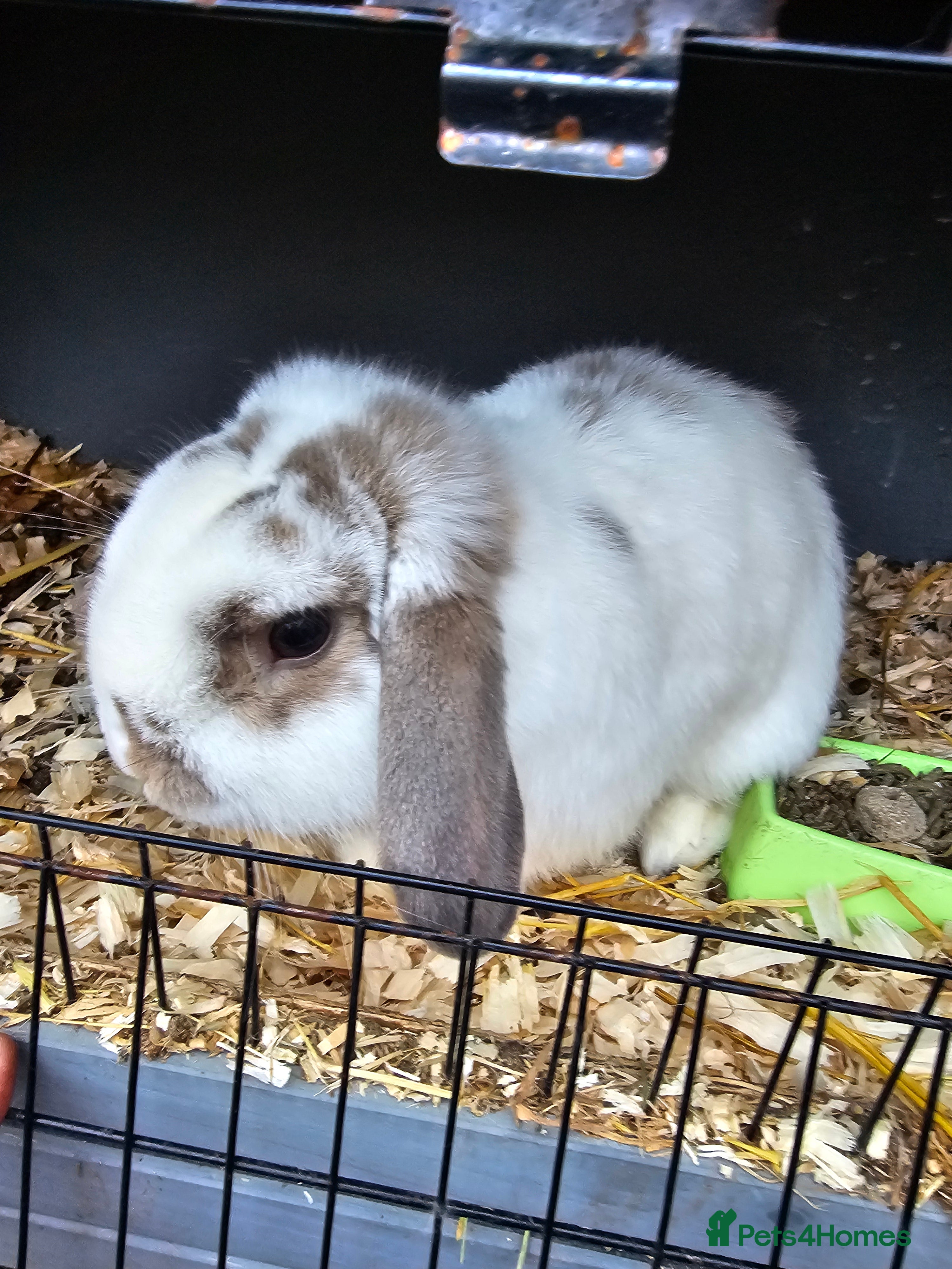 Mini Lop rabbits Mini Lop Buck 10 month old - Advert 15