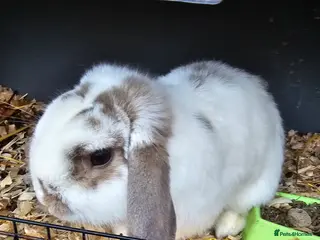 Mini Lop rabbits Mini Lop Buck 10 month old - Advert 15