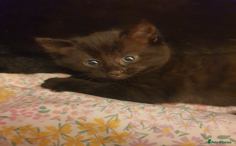 Domestic Shorthair cats - Advert 19