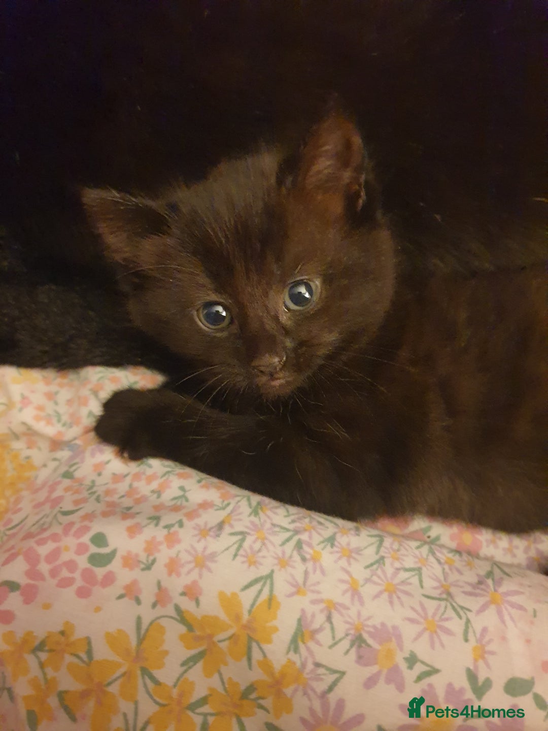 Domestic Shorthair cats for sale: Ghost tabby - Image 1