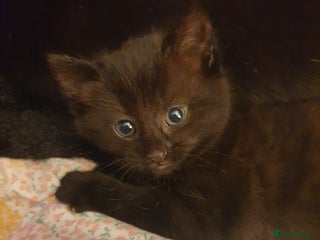 Domestic Shorthair cats - Advert 10