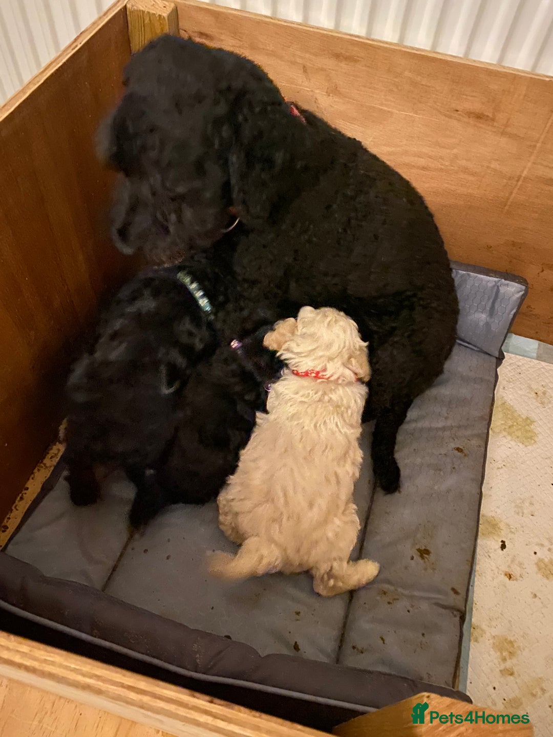 Schnoodle dogs for sale: Schnoodle Puppies - Advert 34