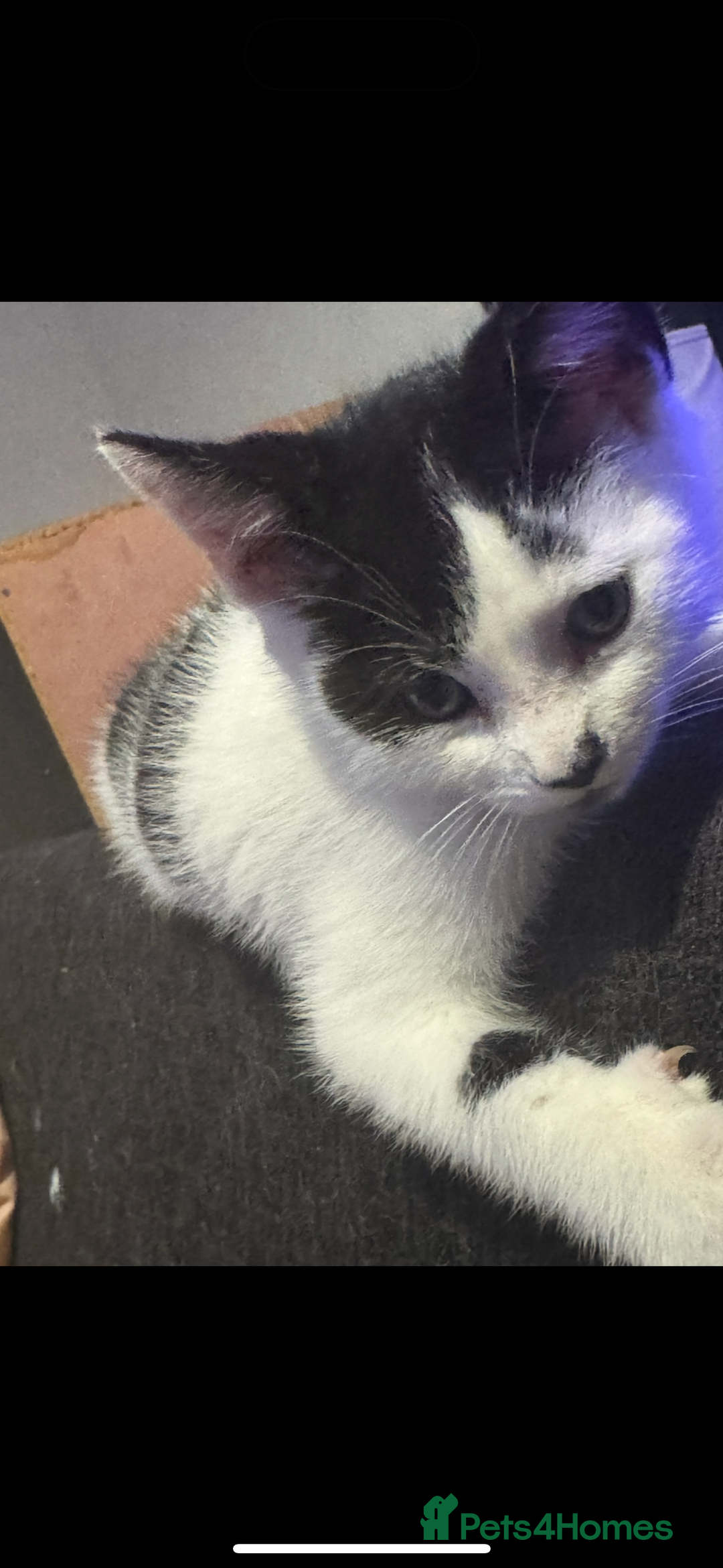 Mixed Breed cats for sale: 3 gorgeous kittens ready for there 5* home  - Advert 7