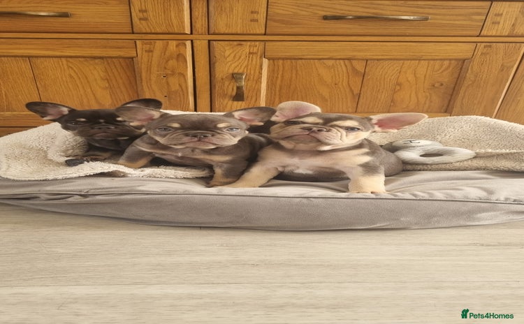 French Bulldog dogs - Advert 13