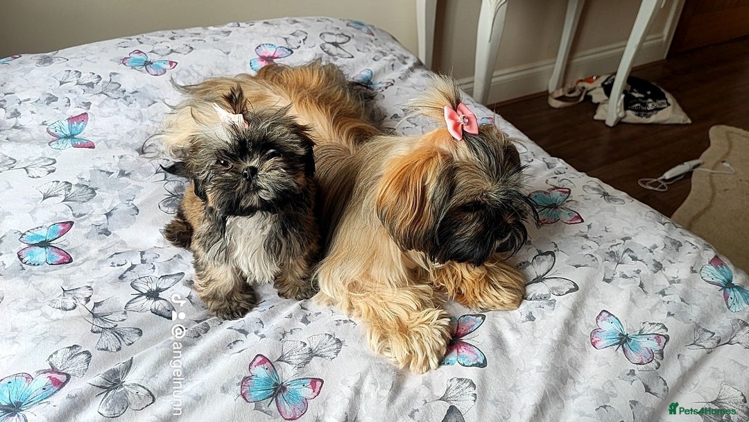 Shih Tzu dogs for sale: Beautiful liver breed shih tzu puppies  - Image 3