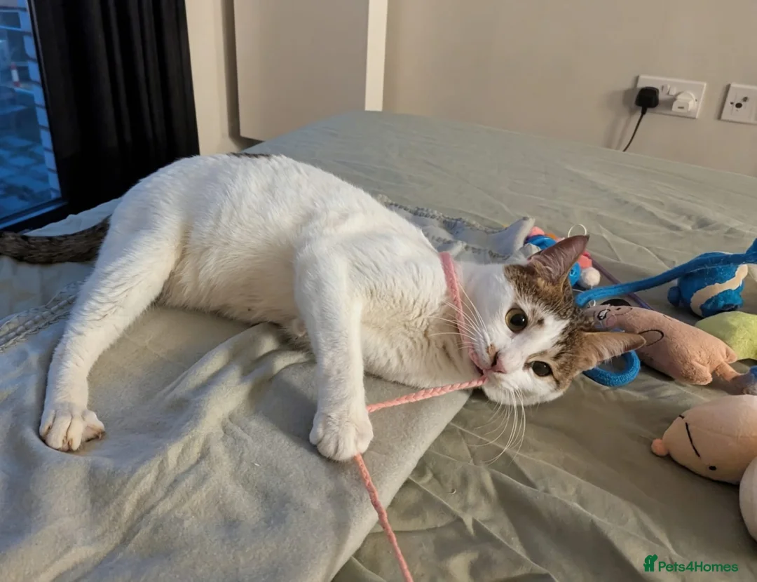 Mixed Breed cats for adoption: ANAKIN -HAPPY CAT WITH DOG -CALM -  INTELLIGENT - Advert 7