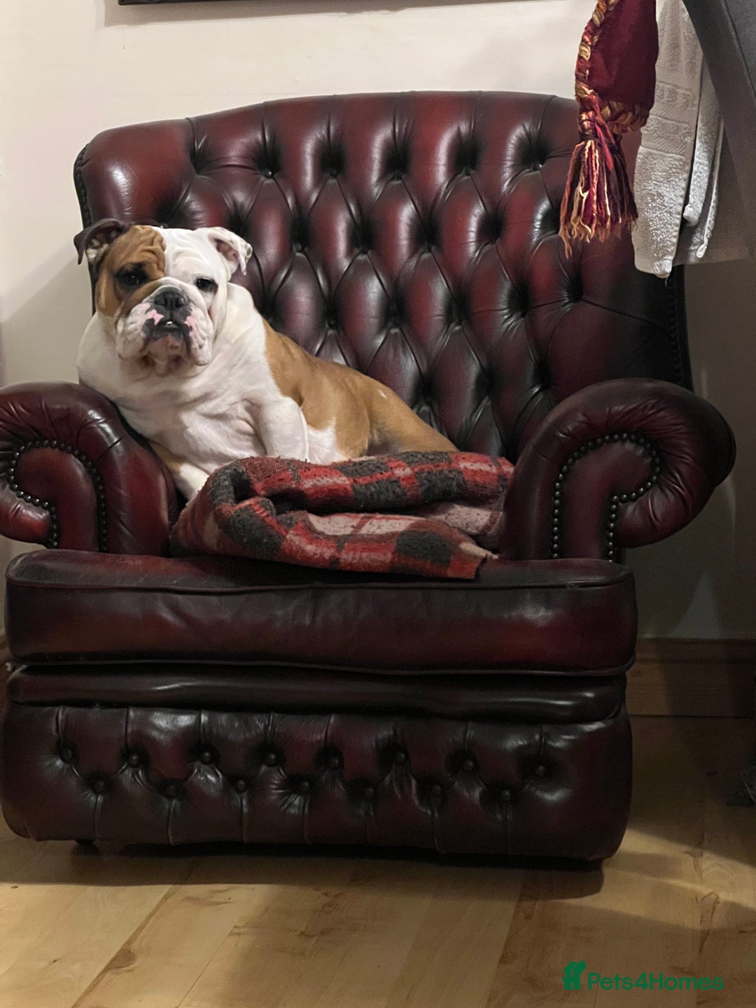 English Bulldog dogs for sale: English bulldogs - Advert 5