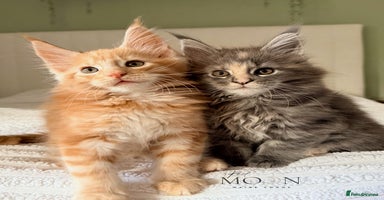 Maine Coon cats - Advert 3