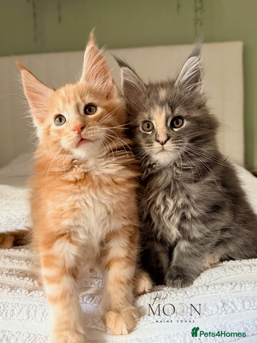 Maine Coon cats for sale: 1 red boy & 1 blue tortie Maine coon kittens  - Image 2