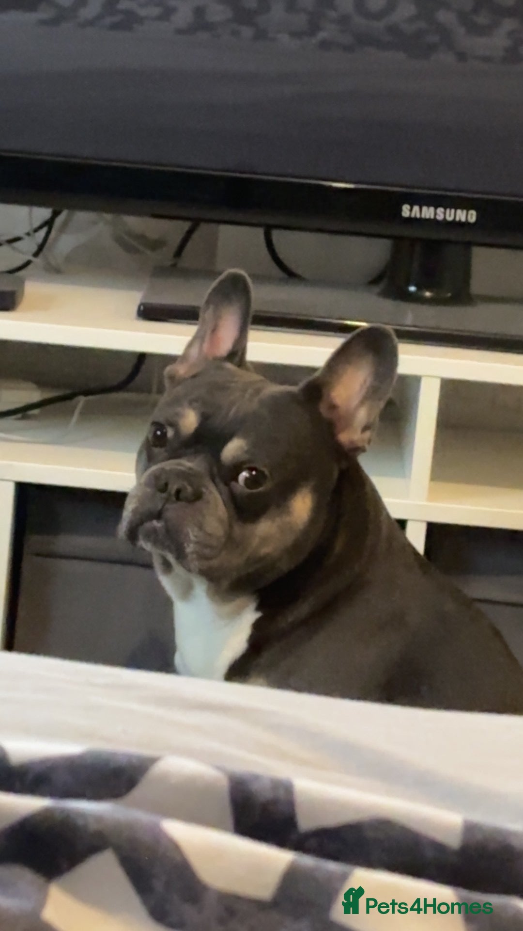 French Bulldog dogs Rehoming our lovely boy - Advert 1