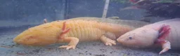 Axolotl reptiles for sale: Baby axolotls - Advert 34