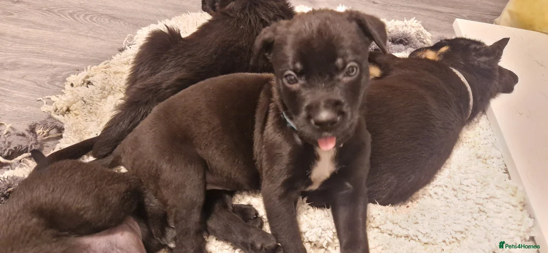 Mixed Breed dogs for sale: Rottwiler x - Advert 5