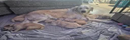 Golden Retriever dogs for sale: 1 female  5* Home-Raised Golden Retriever Puppies - Advert 2