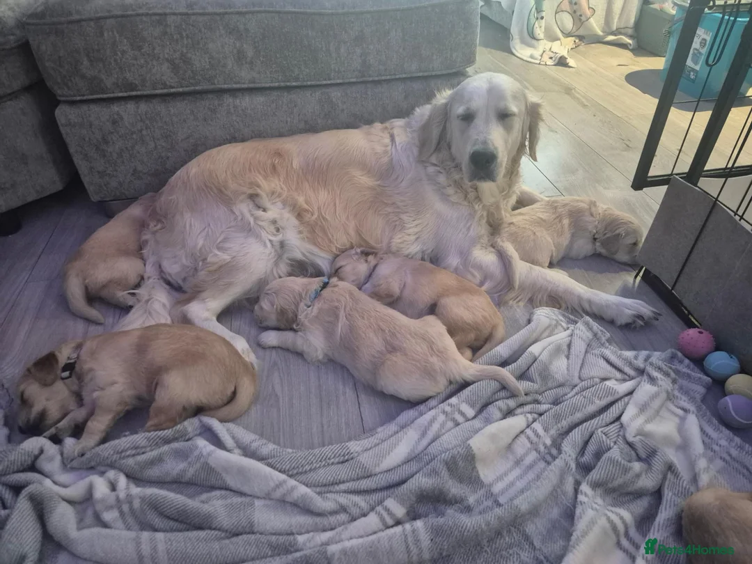 Golden Retriever dogs for sale: 1 female  5* Home-Raised Golden Retriever Puppies - Advert 2