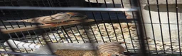 Finches birds for sale: Mixed aviary born Zebra Finch - Advert 5