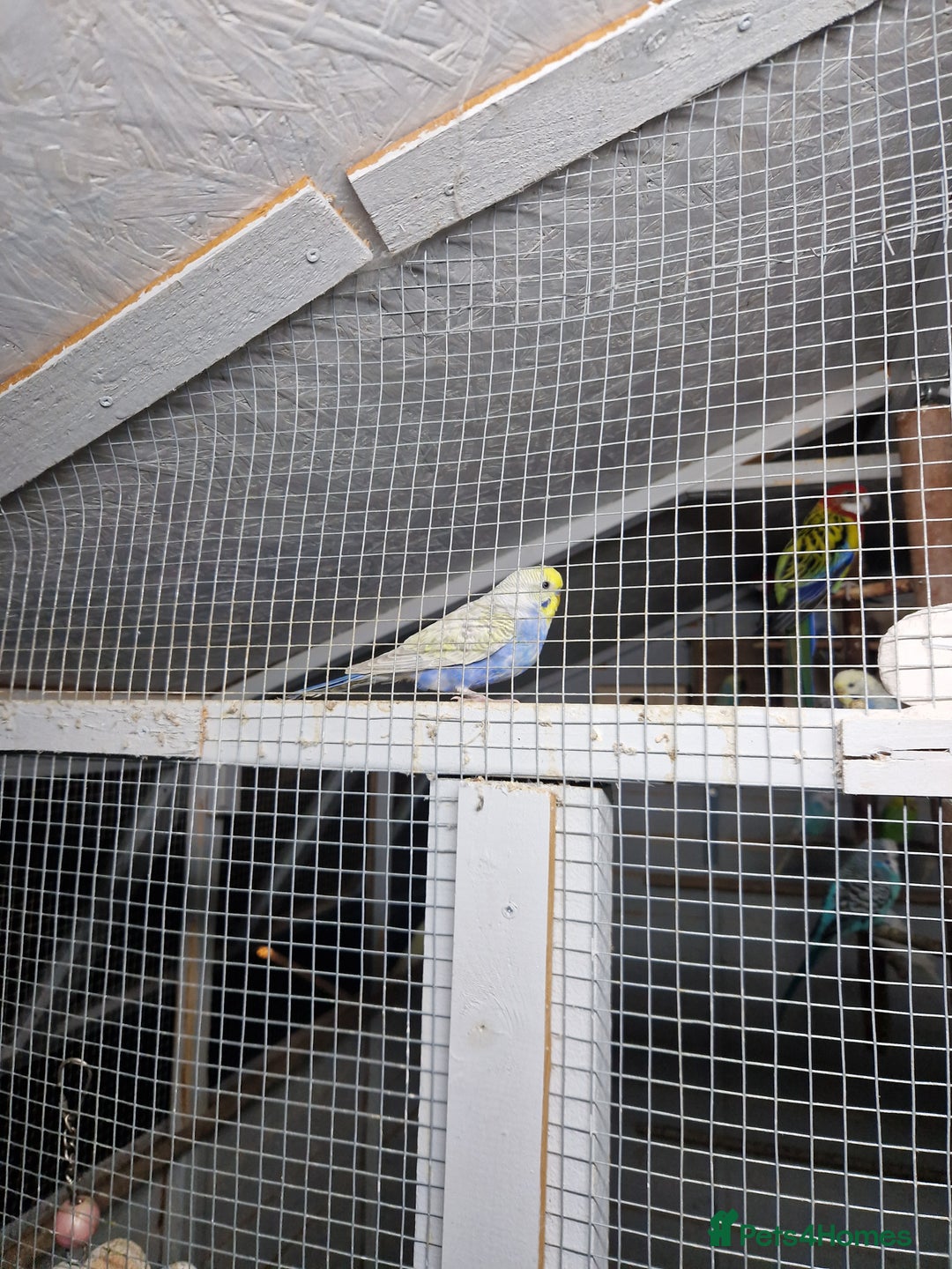 Budgerigars birds for sale: Budgies - Image 3