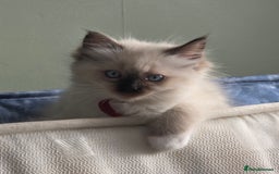 Ragdoll cats for sale: Very Loving Little Girl! - Image 2
