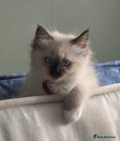 Ragdoll cats - Advert 16