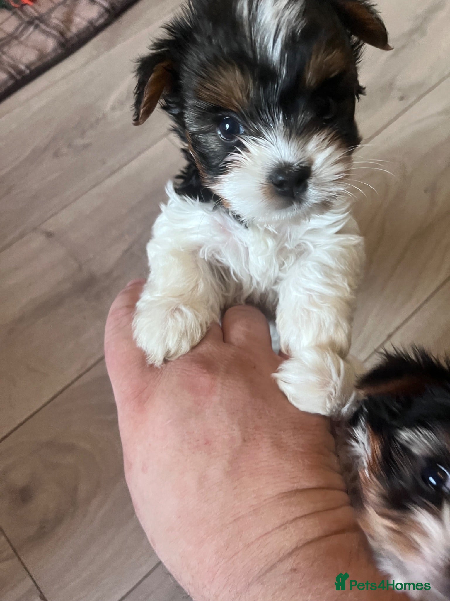 Biewer Terrier dogs 3 Pure Biewer Terrier for sale  - Advert 13
