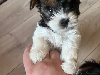 Biewer Terrier dogs 3 Pure Biewer Terrier for sale - Advert 13
